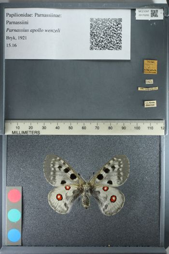 Media type: image;   Entomology 175255